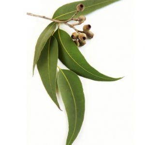 dōTERRA Eukalyptus olej 15 ml